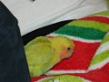 The Pets
